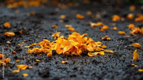 Vibrant orange flower petals scattered on dark, wet ground, a natural autumn scene.