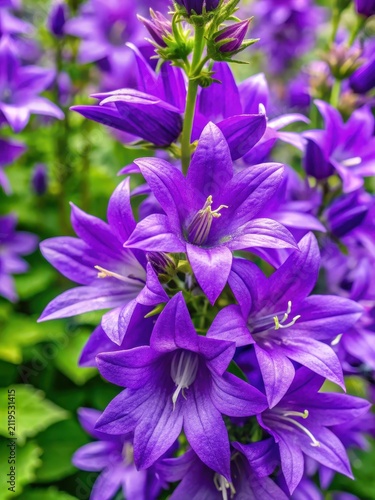 Dense purple spikes of creeping bellflower flowers blooming in June