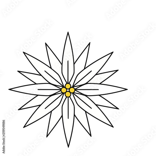 White Edelweiss Flower Vector Illustration