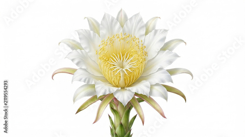 Beautiful White Cactus Flower in Bloom - Yellow Center with Layered Petals on Green Spiny Stem on White Background