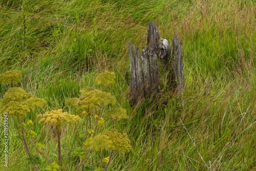 Foto Rotting stump in tall grass