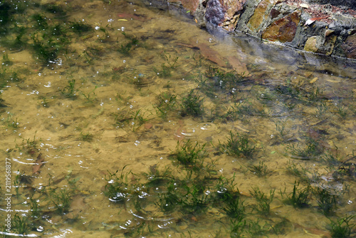 Foto Zhongshan Park Shallow Waters with Aquatic Plants Growing Luxuriantly