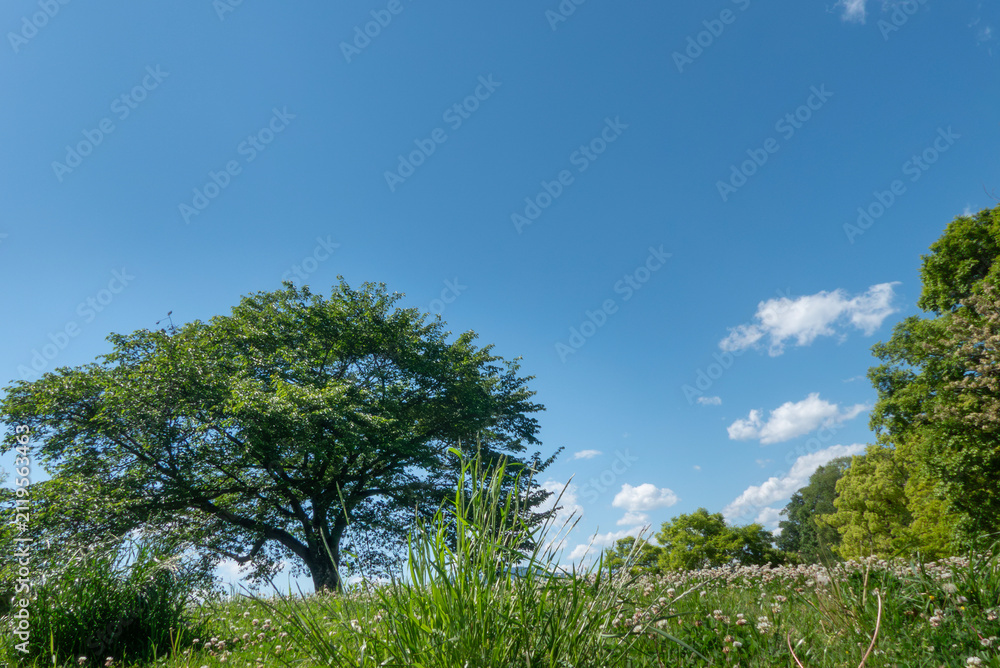 Fototapeta premium 青空と公園の緑 晴れ晴れとした気持ちがいい風景