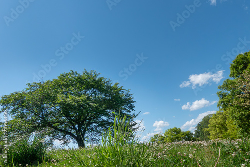 Obraz na plátne 青空と公園の緑　晴れ晴れとした気持ちがいい風景