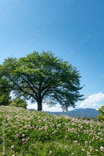 Fotografie 青空と公園の緑　晴れ晴れとした気持ちがいい風景