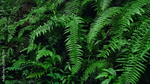 Dense green ferns in forest undergrowth