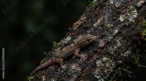 Small brown gecko lizard climbing on a textured tree trunk covered in lichen and moss in a dark forest environment with blurred green background nature wildlife macro photography
