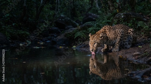 majestic jaguar crouching by a river in a dark forest drinking water with its reflection clearly visible in the calm surface