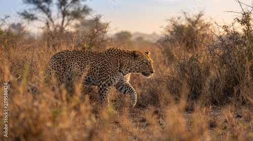 Leopard walking through tall dry grass in the African savanna during golden hour with warm sunlight illuminating its spotted coat and surrounding vegetation