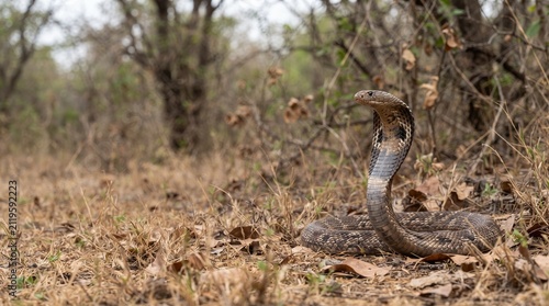 Indian cobra snake with hood spread in defensive posture on dry grass and leaves in the wild forest nature habitat