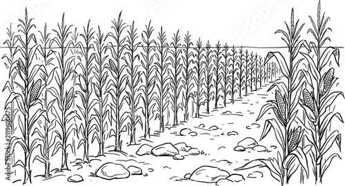 Bild auf Leinwand Hand Drawn Cornfield Landscape Vector Illustration Featuring Rows of Mature Maiz