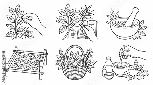Herbal Medicine Preparation Steps Line Art Collection