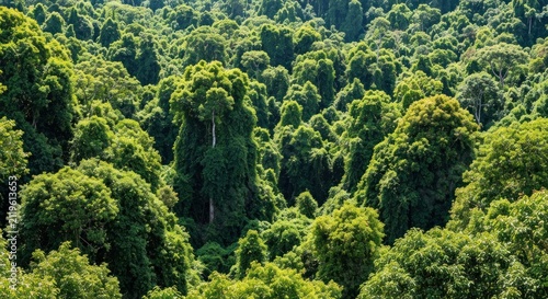 Aerial view of dense, lush green treetops in a tropical rainforest