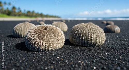 Close-up of several sea urchin shells on black sand beach