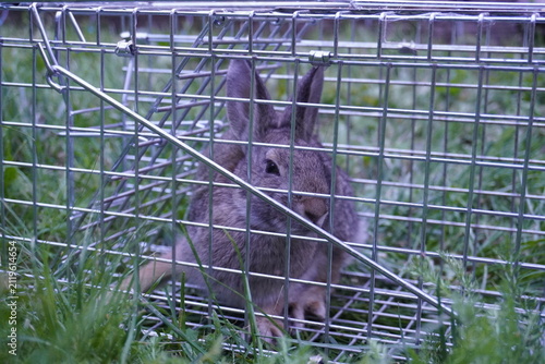 Foto Wild rabbit caught inside a metal wire mesh humane live trap outdoors in green grass