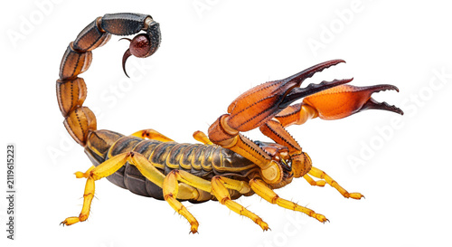 Foto Scorpion perched ready to strike showing venomous tail and claws dangerous arachnid desert wildlife predator venomous sting arthropod insectoid creepy crawly nature