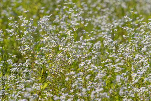 Фотография Tiny white flowers blanket the sunlit meadow as morning light illuminates the wi