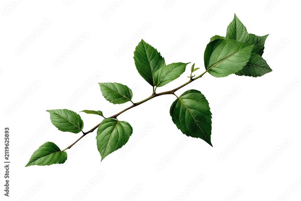 Fototapeta premium Curved leafy ivy branch with broad green leaves