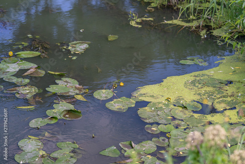 Foto Yellow water lilies bloom gracefully on a serene pond, surrounded by lush greene