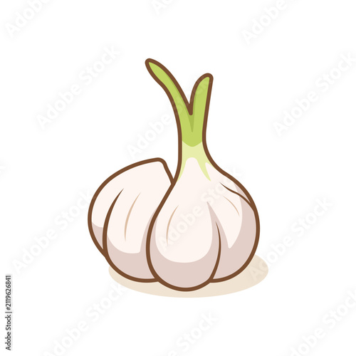 Semi flat sprouting garlic bulb vegetable illustration