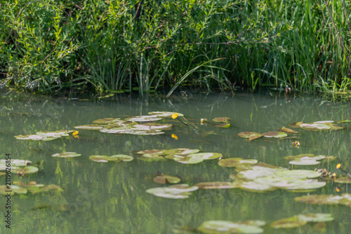 Canvas Print Yellow water lilies grace a serene pond, surrounded by lush greenery and softly