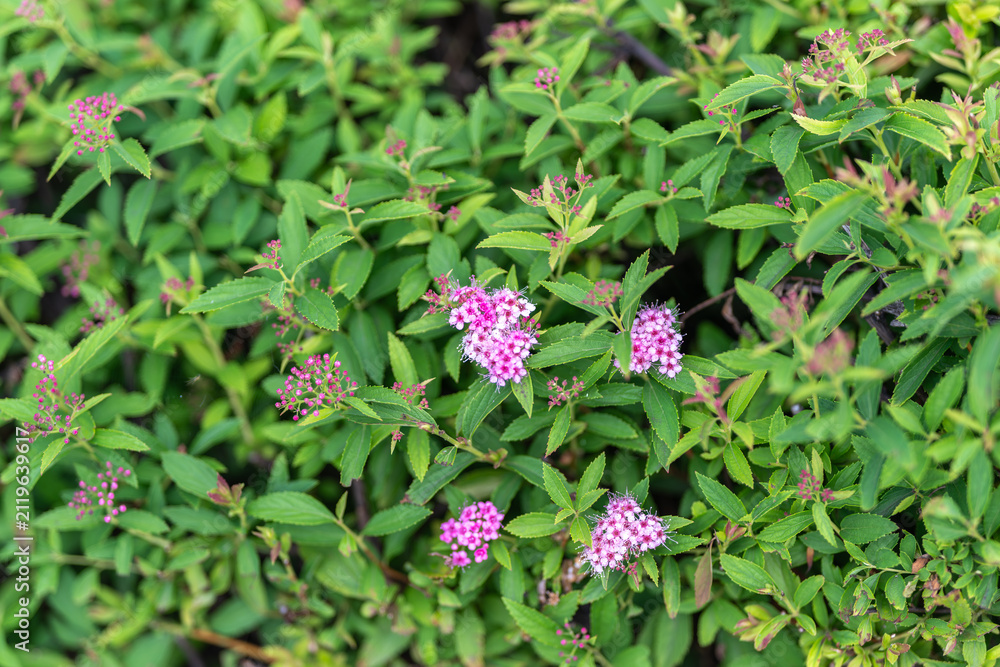 Fototapeta premium Blooming pink flowers nestle among vibrant green foliage on a sunny day in a peaceful garden setting