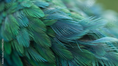 Close-up of iridescent green bird feathers showing layered texture.