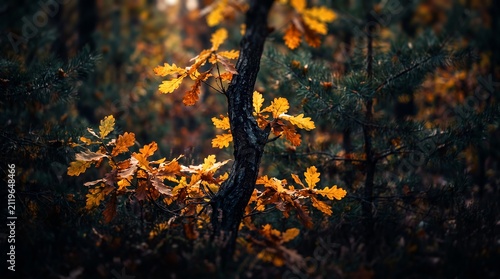 Golden autumn oak leaves in a forest showcasing vibrant orange foliage, soft sunlight lighting and dark pine background, representing seasonal transition and peaceful nature scenery
