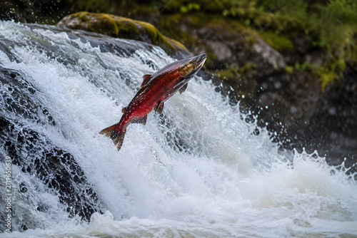 Salmon leaping upstream over rushing waterfall during spawning season, perseverance and determination concept