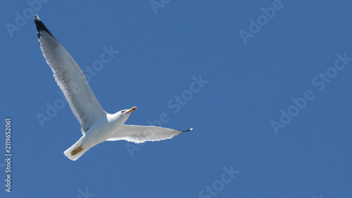 Fotografía White Seagull Soaring Through a Clear Blue Sky in Portofino
