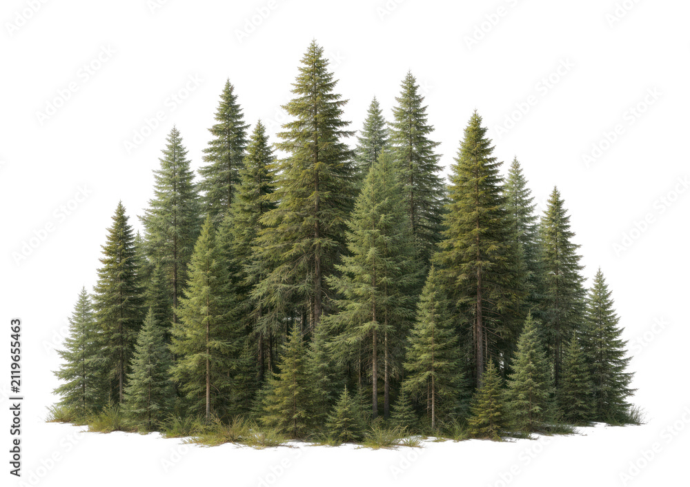Obraz premium PNG Lush evergreen forest illustration.