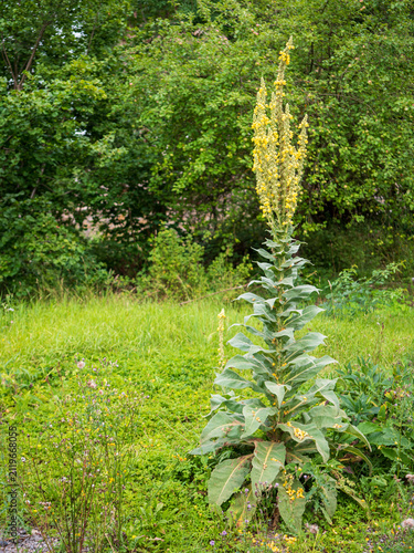 Fotografía Divozel veľkokvetý (Verbascum thapsus) rastúci na prírodnej lúke s vysokými žltými kvetnými klasmi a striebristými listami počas leta