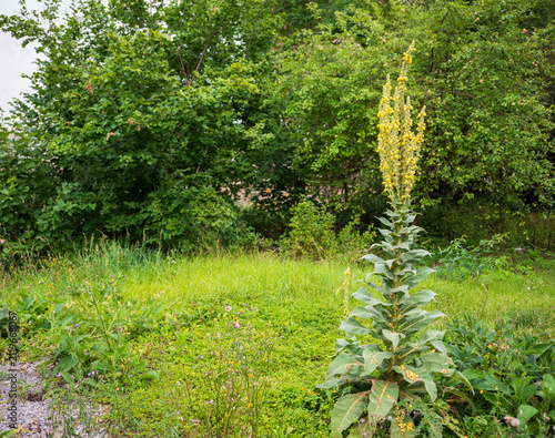 Quadro su tela Divozel veľkokvetý (Verbascum thapsus) rastúci na prírodnej lúke s vysokými žltými kvetnými klasmi a striebristými listami počas leta