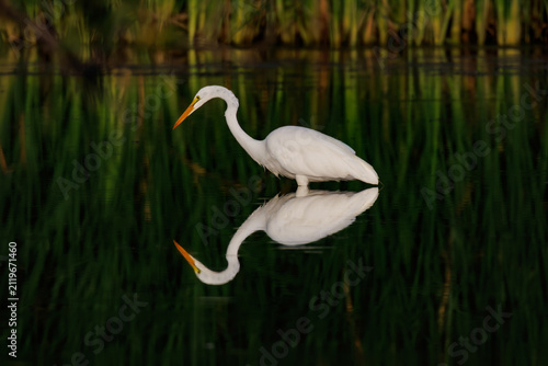 Foto A great egret fishes the waters of the Sonora Desert near Tucson, Arizona