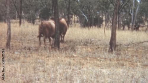 Brown humped cattle (Bos indicus) walk through a dry sparsely wooded landscape of tall yellow grass and slender trees in the outback of Australia during the 1960s archival footage. Slow motion.