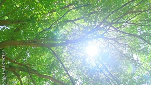 Walking beneath sunlit forest canopy while looking up at green trees