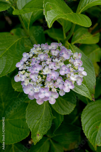 紫陽花の花