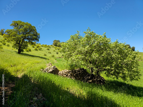 Photography Sun-drenched green hillsides roll gently beneath a clear blue spring sky, dotted with scattered trees across the sweeping slope
