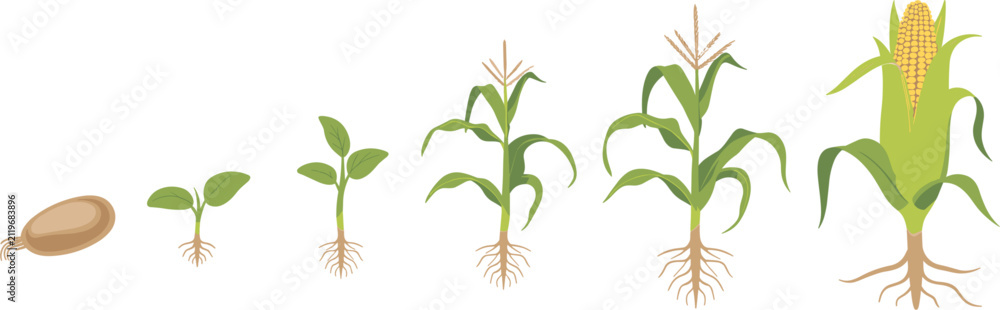 Fototapeta premium Corn plant growth stages vector illustration, maize growing from seed to mature cob with roots