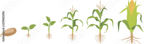 Corn plant growth stages vector illustration, maize growing from seed to mature cob with roots