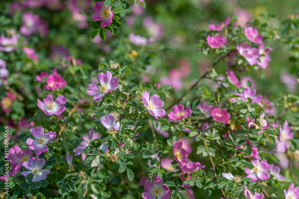Fototapeta premium Pink wild roses blooming in sunlit garden shrubs
