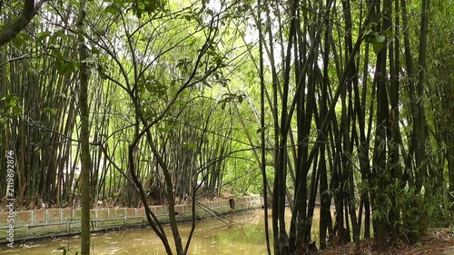 Bamboo Forest in Sichuan China