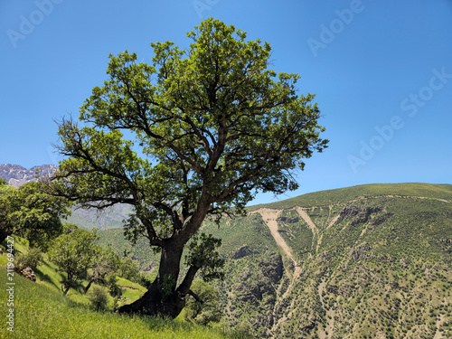 Quadro su tela A full green tree spreads its branches over a grassy hillside, with rugged alpine mountains rising beneath a clear blue spring sky