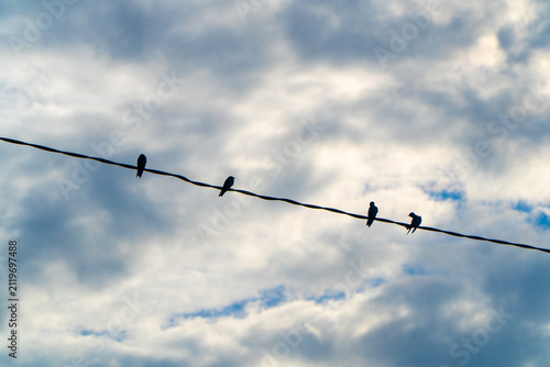 Silhouettes of Birds Perched on Power Line Against Cloudy Sky