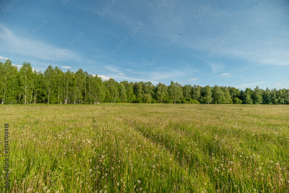 Fototapeta premium Wildflower meadow with distant birch tree line under blue sky
