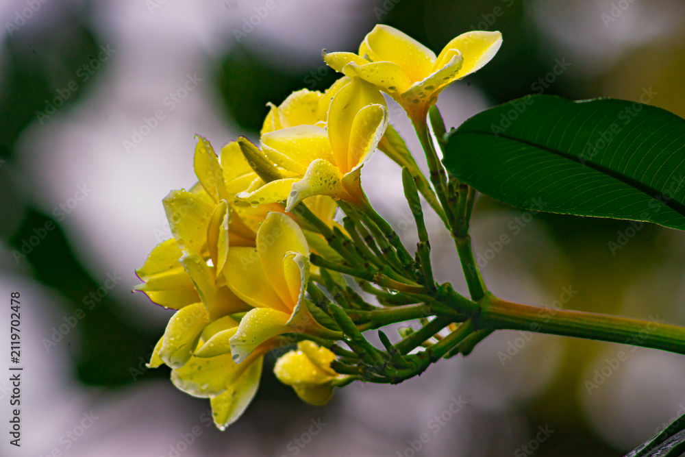 Obraz premium yellow flowers