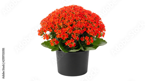 Vibrant red Kalanchoe plant in black pot, blooming flaming katy houseplant on white background, decorative indoor succulent with bright flowers