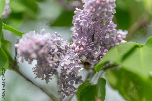 Foto Close view of blooming lilac surrounded by fresh foliage and dew