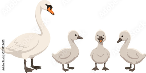 Obraz na plátně Cute cartoon white swan and grey cygnets family vector illustration set featurin