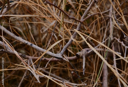 Картината върху платно A pile of dry branches and straw awaiting decomposition, demonstrating the cycle of nature
